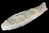 Giant, Fossil Plesiosaur Paddle - Goulmima, Morocco #107318-7
